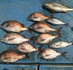 フィッシングガイド りょう 釣果