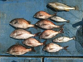 フィッシングガイド りょう 釣果