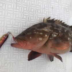 Magic(マジック) 釣果