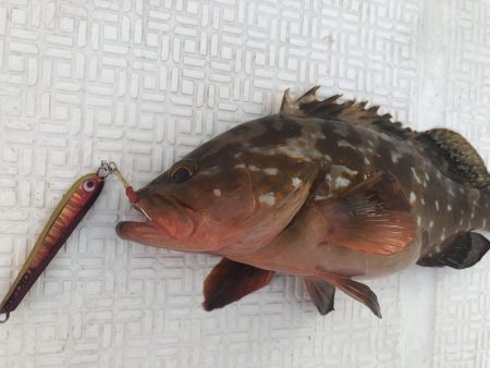 Magic(マジック) 釣果