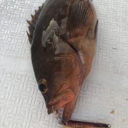 Magic(マジック) 釣果