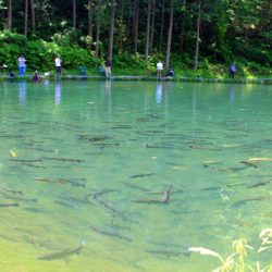小菅トラウトガーデン 釣果