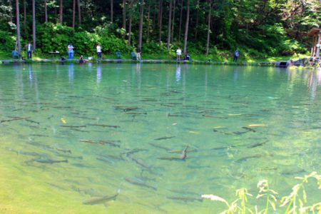 小菅トラウトガーデン 釣果
