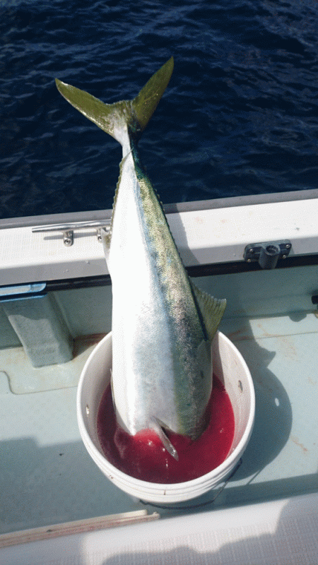 遊漁船ブルーウッズ 釣果