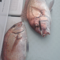 遊漁船ブルーウッズ 釣果