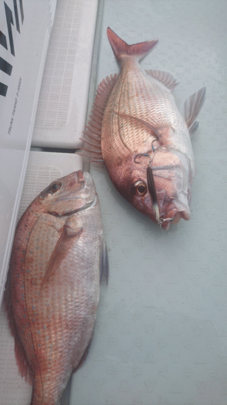 遊漁船ブルーウッズ 釣果