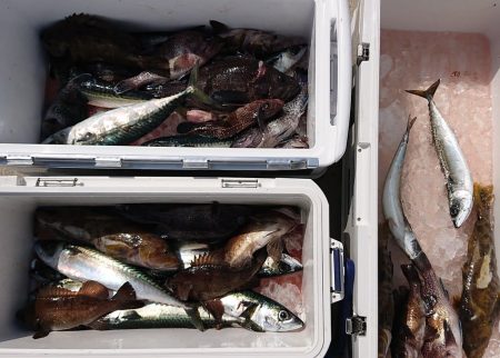 気仙沼　つり丸 釣果