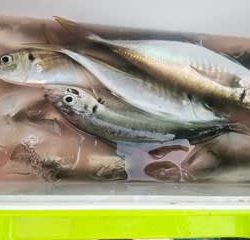 松福丸 釣果