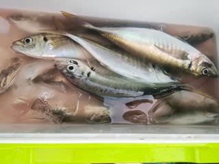 松福丸 釣果