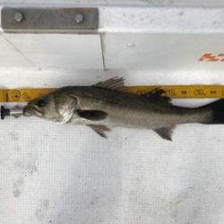 シーマジカル 釣果