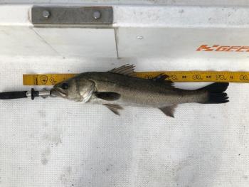 シーマジカル 釣果