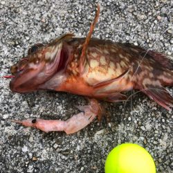 がまかつ　うきまろ胴突き　瀬戸内海インプレ！