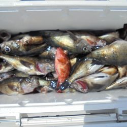 ＨＡＲＵＫＡ丸　はるかまる 釣果