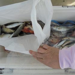 ＨＡＲＵＫＡ丸　はるかまる 釣果