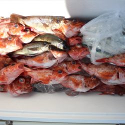 HARUKA丸 はるかまる 釣果