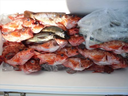 ＨＡＲＵＫＡ丸　はるかまる 釣果