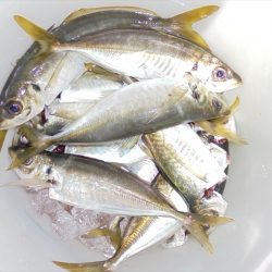 HARUKA丸 はるかまる 釣果