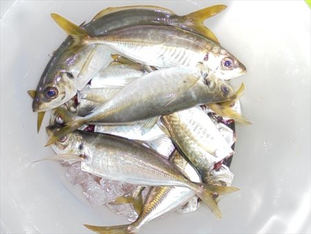 HARUKA丸 はるかまる 釣果