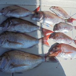 HARUKA丸 はるかまる 釣果