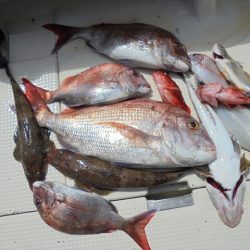 ＨＡＲＵＫＡ丸　はるかまる 釣果