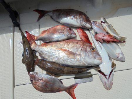 ＨＡＲＵＫＡ丸　はるかまる 釣果