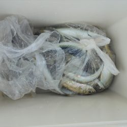 ＨＡＲＵＫＡ丸　はるかまる 釣果