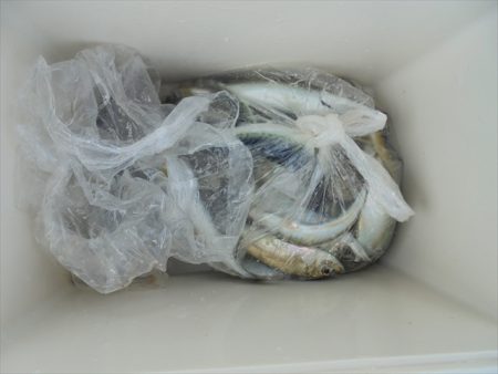 ＨＡＲＵＫＡ丸　はるかまる 釣果