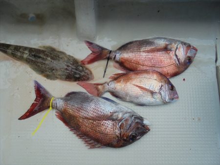 ＨＡＲＵＫＡ丸　はるかまる 釣果