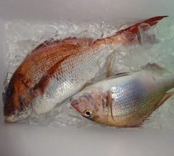功成丸 釣果
