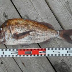 こかわ渡船　雅丸 釣果