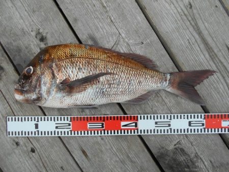 こかわ渡船　雅丸 釣果