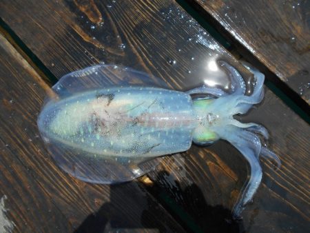 こかわ渡船　雅丸 釣果