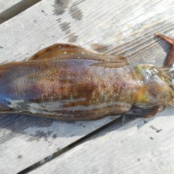 こかわ渡船　雅丸 釣果