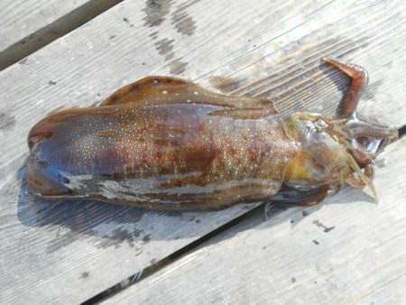 こかわ渡船　雅丸 釣果