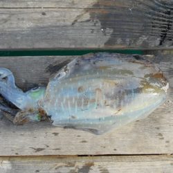 こかわ渡船　雅丸 釣果