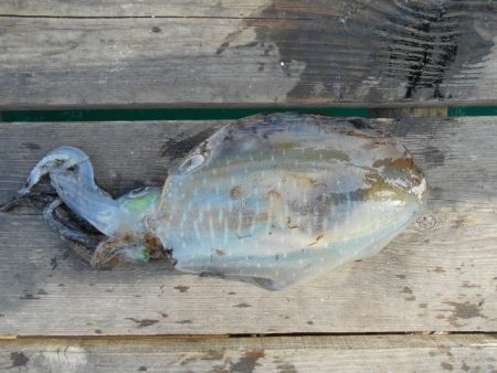こかわ渡船　雅丸 釣果