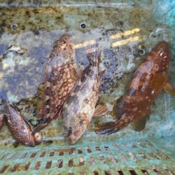 こかわ渡船　雅丸 釣果