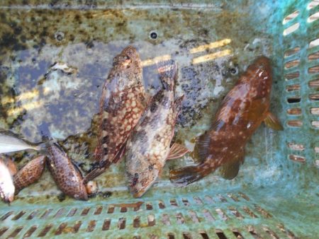 こかわ渡船　雅丸 釣果