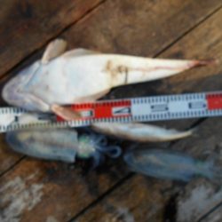 こかわ渡船　雅丸 釣果