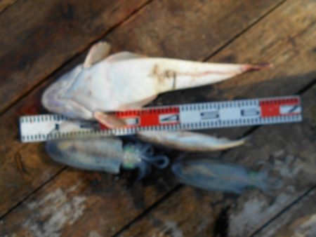 こかわ渡船　雅丸 釣果