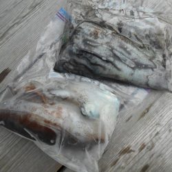 こかわ渡船　雅丸 釣果