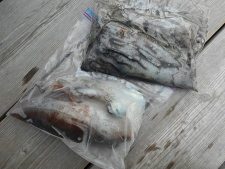 こかわ渡船　雅丸 釣果