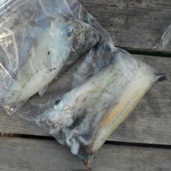 こかわ渡船　雅丸 釣果