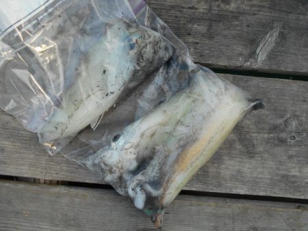 こかわ渡船　雅丸 釣果