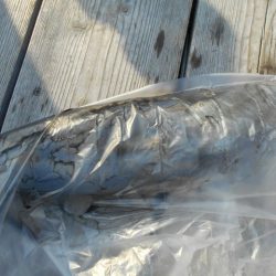 こかわ渡船　雅丸 釣果