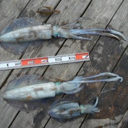 こかわ渡船　雅丸 釣果