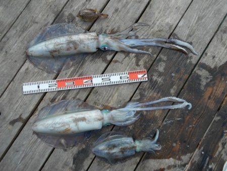 こかわ渡船　雅丸 釣果