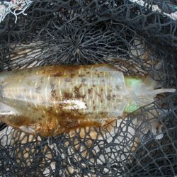 こかわ渡船　雅丸 釣果