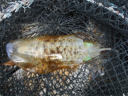 こかわ渡船　雅丸 釣果