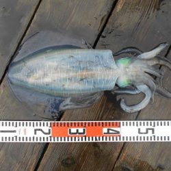 こかわ渡船　雅丸 釣果